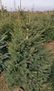 blau-fichte-stachelig-kaibab-ein-weihnachtsbaum-80-100-cm-green.jpg