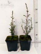 juniperus-communis-arnold-juniperus-communis-topf-0-5-0-7l-50-stuck-versandkostenlos.jpg
