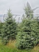 kalifornische-tanne-ein-weihnachtsbaum-180-200cm-wurzelballen.jpg
