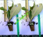 laurowisnia-wshodnia-rotundifolia-20cm.jpg