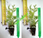zywotnik-wschodni-aurea-nana-15cm.jpg