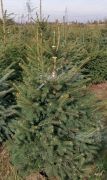 blau-fichte-stachelig-kaibab-ein-weihnachtsbaum-200-220-cm-grun-wurzelballen.jpg
