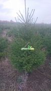 gemeie-fichte-ein-weihnachtsbaum-100-120cm.jpg