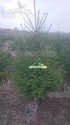 gemeie-fichte-ein-weihnachtsbaum-180-200cm-wurzelballen.jpg
