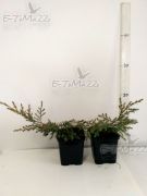 juniperus-chinensis-kuriwao-gold-juniperus-chinensis-topf-0-5-0-7l-50-stuck-versandkostenlos.jpg