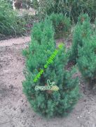 juniperus-chinensis-stricta-35-cm.jpg
