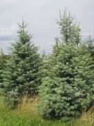 kalifornische-tanne-ein-weihnachtsbaum-180-200cm-topf.jpg