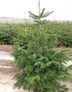 kaukasische-tanne-ein-weihnachtsbaum-80-100-cm-cut.jpg
