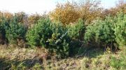 schwarzkiefer-ein-weihnachtsbaum-120-140cm-cut.jpg
