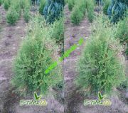 thuja-brabant-120cm-1-pflanze-6-15-euro-mit-wurzelballen-heckenpflanzen.jpg