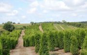 thuja-brabant-270-300cm-lebensbaum-brabant-heckenpflanzen-wurzelballen-1600eu-25st-kostenloser-versand.jpg