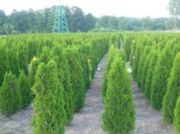 thuja-smaragd-100-120-cm-lebensbaum-smaragd-heckenpflanzen-wurzelballen-billige-unsere-transport!.jpg