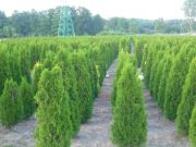 thuja-smaragd-140-160-cm-lebensbaum-smaragd-heckenpflanzen-wurzelballen-kostenloser-versand-deutschland-und-osterreich.jpg