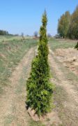 thuja-smaragd-150-175cm-lebensbaum-smaragd-heckenpflanzen-wurzelballen-200eu-10st-kostenloser-versand-deutschland-und-osterreich.jpg