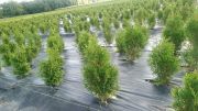 thuja-smaragd-30-50-cm-lebensbaum-smaragd-heckenpflanzen-boden-ohne-wurzelballen.jpg