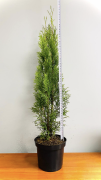 thuja-smaragd-70-100cm-3l-topf-lebensbaum-smaragd-heckenpflanzen-kostenloser-versand-deutschland-und-osterreich-smaragdgrunen-thuja.png