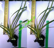 turzyca-morrowa-variegata-25cm.jpg