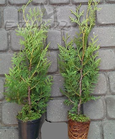 Thuja Brabant 30-50 cm Tuja Brabant 30-50 cm Napf - Verschif -   - Pflanzen im Garten