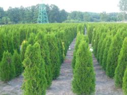 Thuja Smaragd 180 cm Lebensbaum Smaragd - Heckenpflanzen - U -   - Pflanzen im Garten