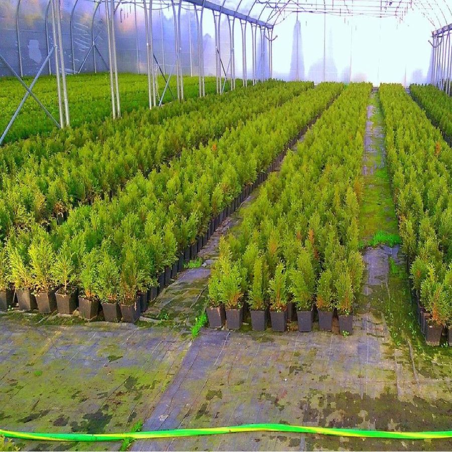 Tuje Smaragd Thuja Smaragd 20-40cm 0,5-1L Topf Lebensbaum S -   - Pflanzen im Garten